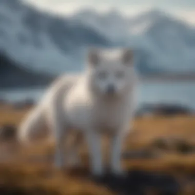 Magnificent The 2022 Arctic Fox: An In-depth Analysis